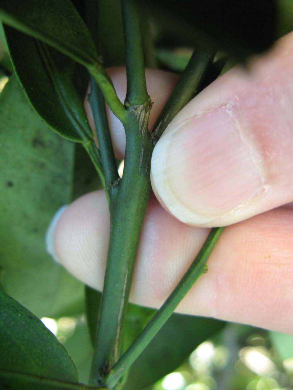              First year twig (Winter Haven, FL)       